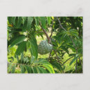 Recherche de cannelle cartes postales Fruits