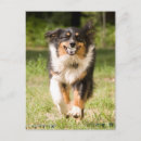 Recherche de berger australien cartes postales Animal