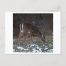 Recherche de cerf cartes postales Faune
