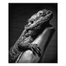 Recherche de barbu Animaux
