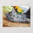 Recherche de cuttest cartes postales Chaton