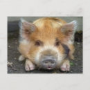 Recherche de porcelets posters Cochons