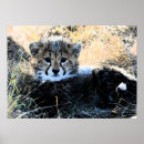 Recherche de copie de guépard posters Grands chats