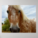 Recherche de cheval d appaloosa posters Peinture