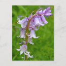 Zoek naar bluebell briefkaarten Tuin