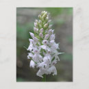 Recherche de orchidée sauvage cartes postales Floral