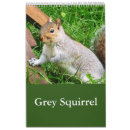 Recherche de écureuil sauvage Gris