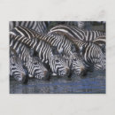 Recherche de troupeau cartes postales Comportement animal