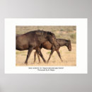 Zoek naar wild paarden posters Veulen