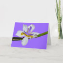 Zoek naar iris groet Paars