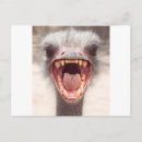 Zoek naar grappige struisvogels briefkaarten Dier