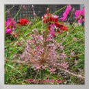 Zoek naar allium bloemen posters Tuin