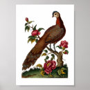 Zoek naar ornithologie posters Vogels
