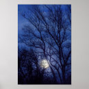 Recherche de arbre nu posters Ciel
