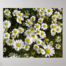 Recherche de asteraceae Marguerite