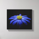 Zoek naar madeliefje kunst Gerbera