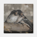 Recherche de pousse magnets Oiseau