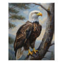 Zoek naar kale adelaar posters Amerikaans