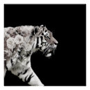 Recherche de tigre blanc posters Fleurs