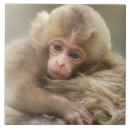 Recherche de curieux carreaux Mammifère