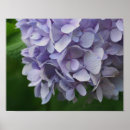 Zoek naar blauwe hydrangea hortensia posters For her