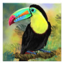 Recherche de oiseau photographie Toucan