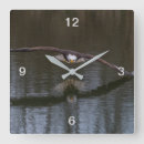 Recherche de aigles horloges Faune