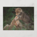 Recherche de latrans de canis Animal
