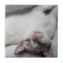 Recherche de chaton adorable carreaux Animal