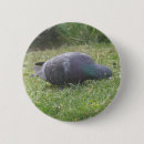 Zoek naar duiven buttons Natuur