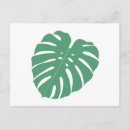 Zoek naar leaf briefkaarten Monstera