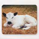 Recherche de veau vache tapis souris Animal