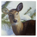 Recherche de cerfs communs carreaux Nature