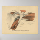 Recherche de muscle humain posters Anatomie
