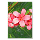 Recherche de dessins photographie Fleurs