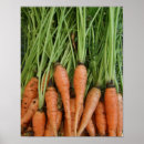 Recherche de carottes posters Légume
