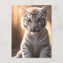 Recherche de tigres mignons cartes postales Animal