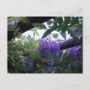 Zoek naar wisteria briefkaarten Japan