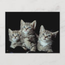 Recherche de chaton adorable cartes postales Animaux domestiques
