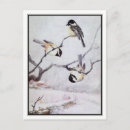 Zoek naar zwarte vogels briefkaarten Botanisch