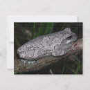 Recherche de arbres cartes postales Gris