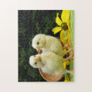Recherche de poussins puzzles Poulet