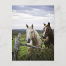Recherche de deux chevaux cartes postales Animaux