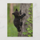 Recherche de fumée noire cartes postales Faune