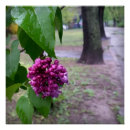 Zoek naar lila bloemen posters Regen