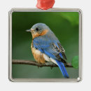 Recherche de femelle ornements Animal