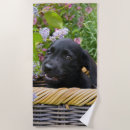 Recherche de labrador retriever blankets Mignon