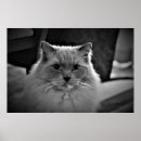 Zoek naar ragdoll cat kunst Ragdolkat
