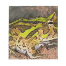 Zoek naar gewervelde dieren posters Braziliaanse gehoornde kikker