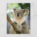 Recherche de queensland cartes postales Océanie